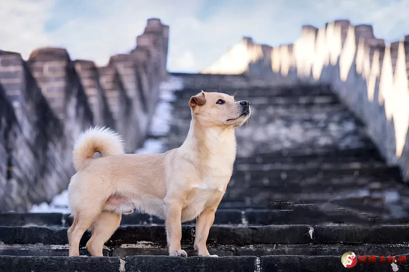 五大镇宅旺主的灵性宠物，不能不知道！